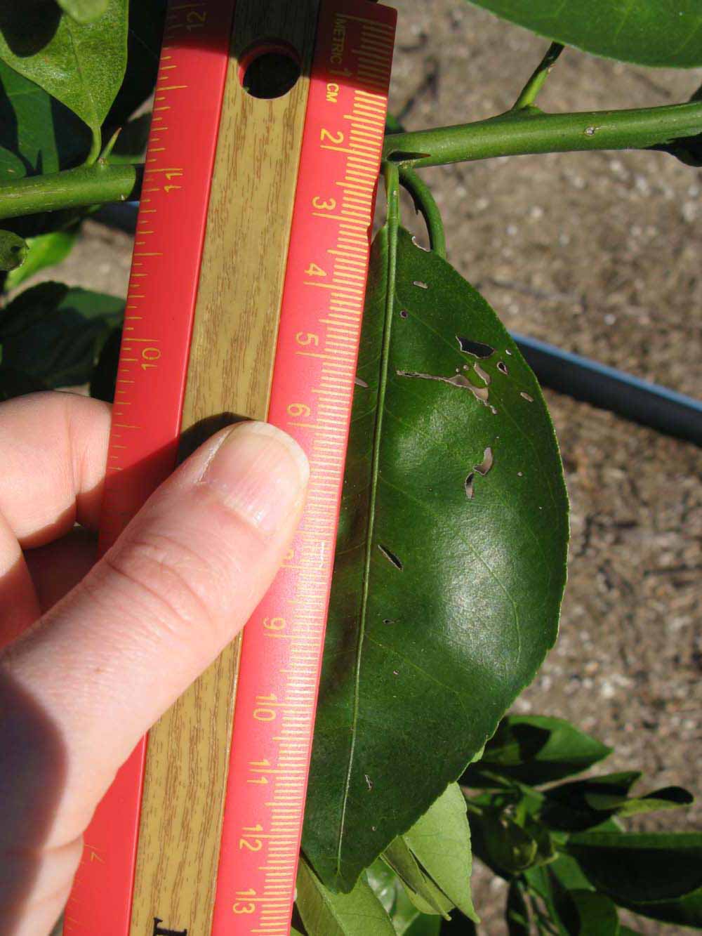              Unifoliolate leaf (Winter Haven, FL)       